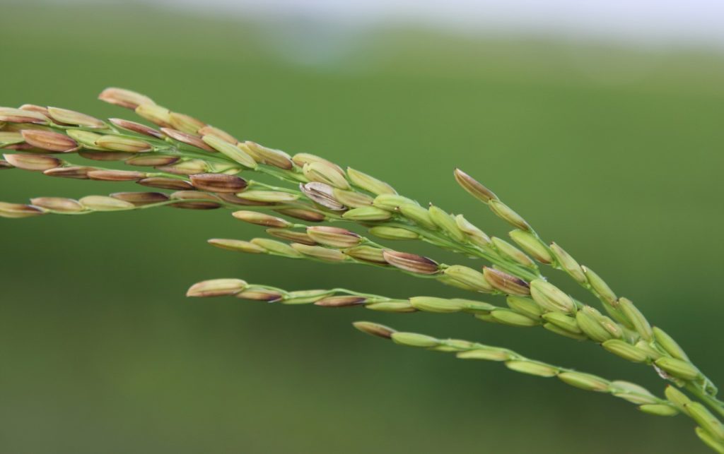 Panical Blight of Rice
