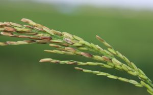 পেনিকেল ব্লাইট পেনিকেল ব্লাইট