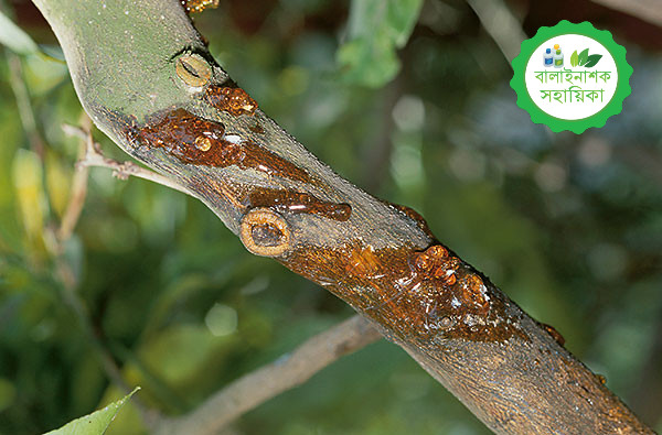 লেবু জাতীয় ফসলের আঠাঝরা রোগ ও প্রতিকার