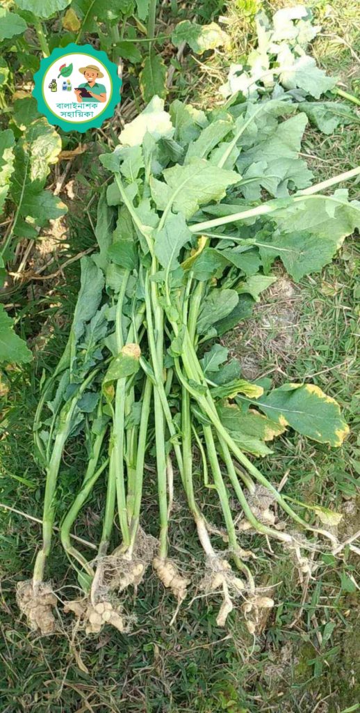 ক্লাবরুট শিকড়ফোলা