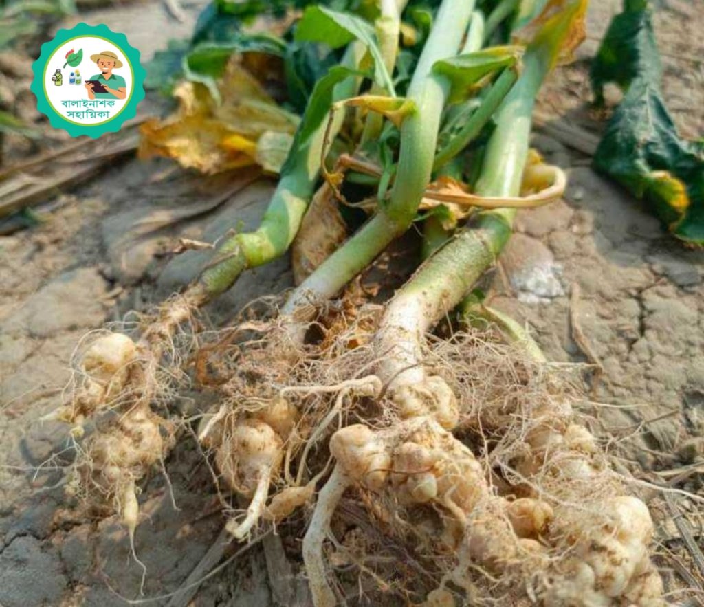 ক্লাব রুট বা শিকড় ফোলা রোগ ক্লাব রুট বা শিকড় ফোলা রোগ