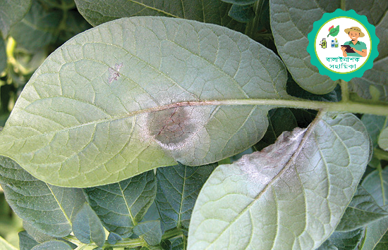 ছত্রাকের স্পোর