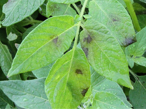 লেইট ব্লাইট
