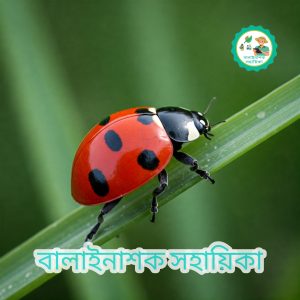 লেডি বার্ড বিটল