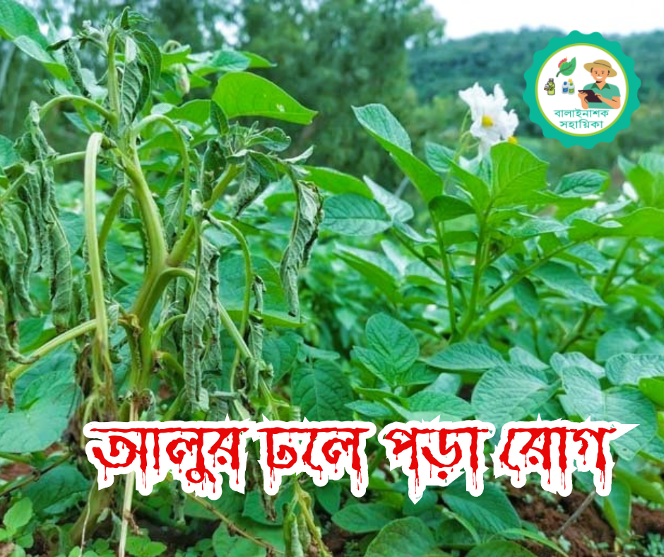 আলুর ঢলে পড়া রোগ