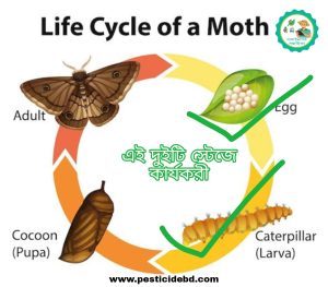 লুফেনিউরন