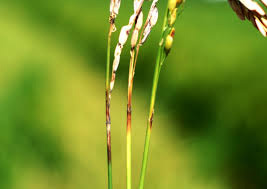 শিষ ব্লাস্ট শিষ ব্লাস্ট