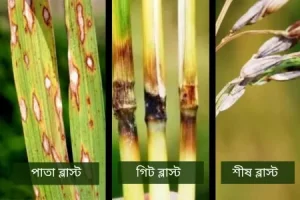 ধানের ব্লাস্ট রোগ ধানের ব্লাস্ট রোগ