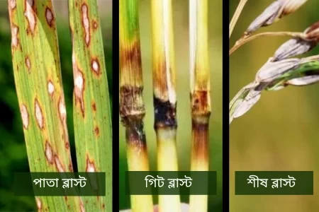 ধানের ব্লাস্ট রোগ