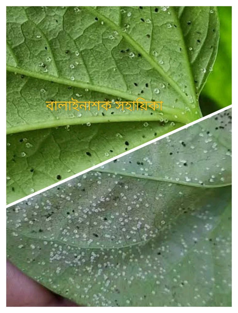 পানের চিনি পোকা