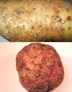 আলুর দাদ রোগ